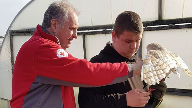 The British Red Cross providing support work at a falconry
